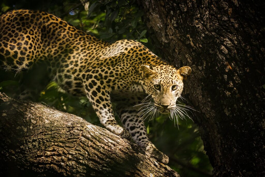 5-Day Wildlife Encounter