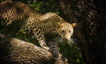 5-Day Wildlife Encounter