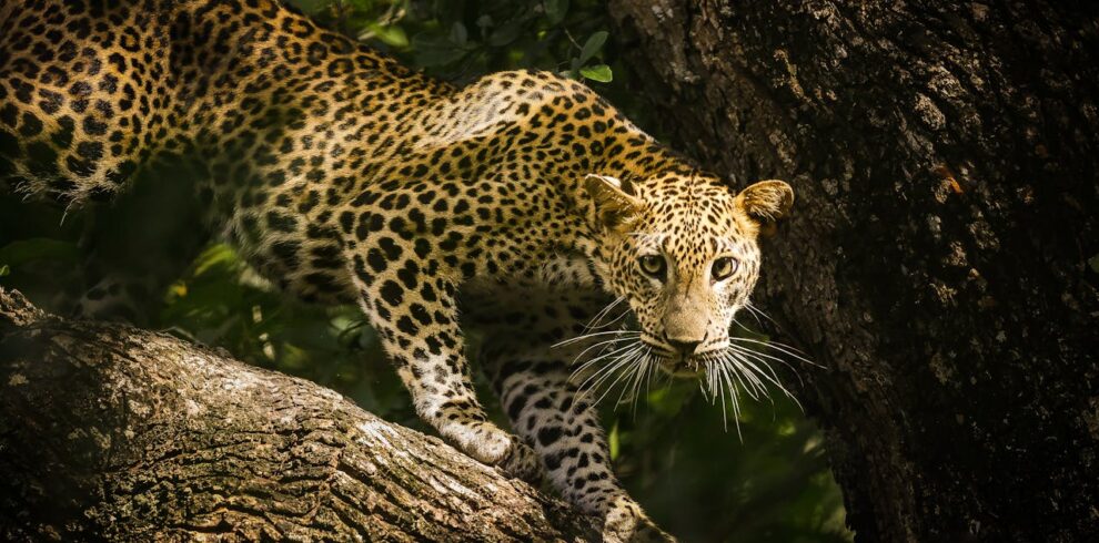5-Day Wildlife Encounter