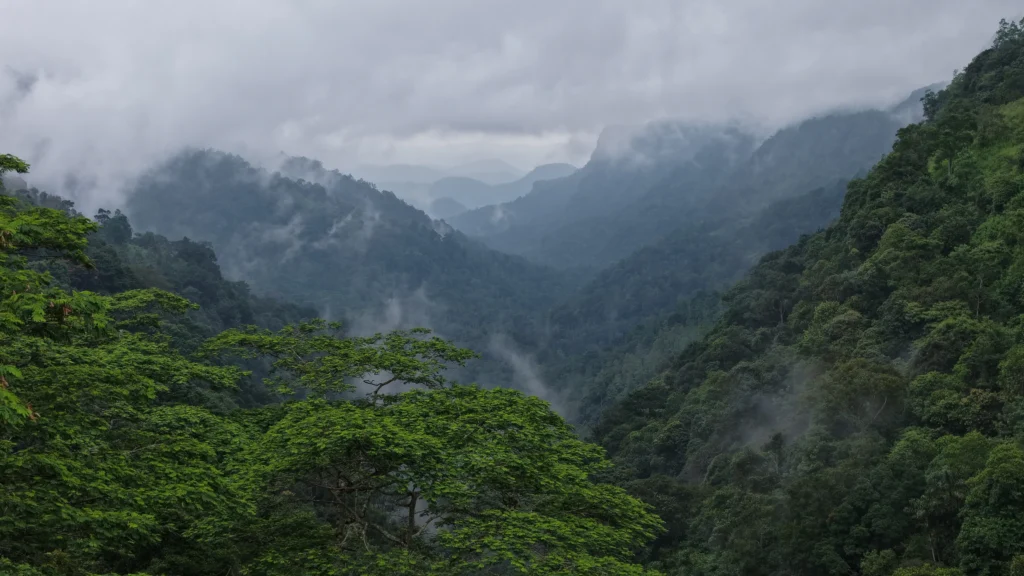 bulathkohopitiya.ceylon signature | Ceylon Signature - Sri Lanka