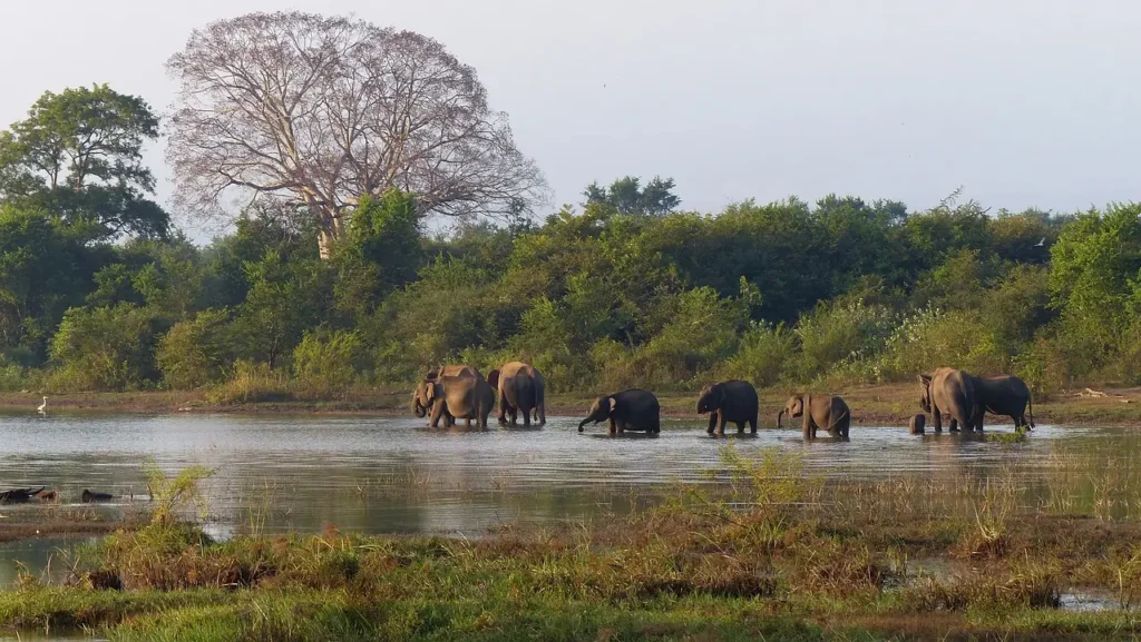 elephants nature.ceylon signature | Ceylon Signature - Sri Lanka