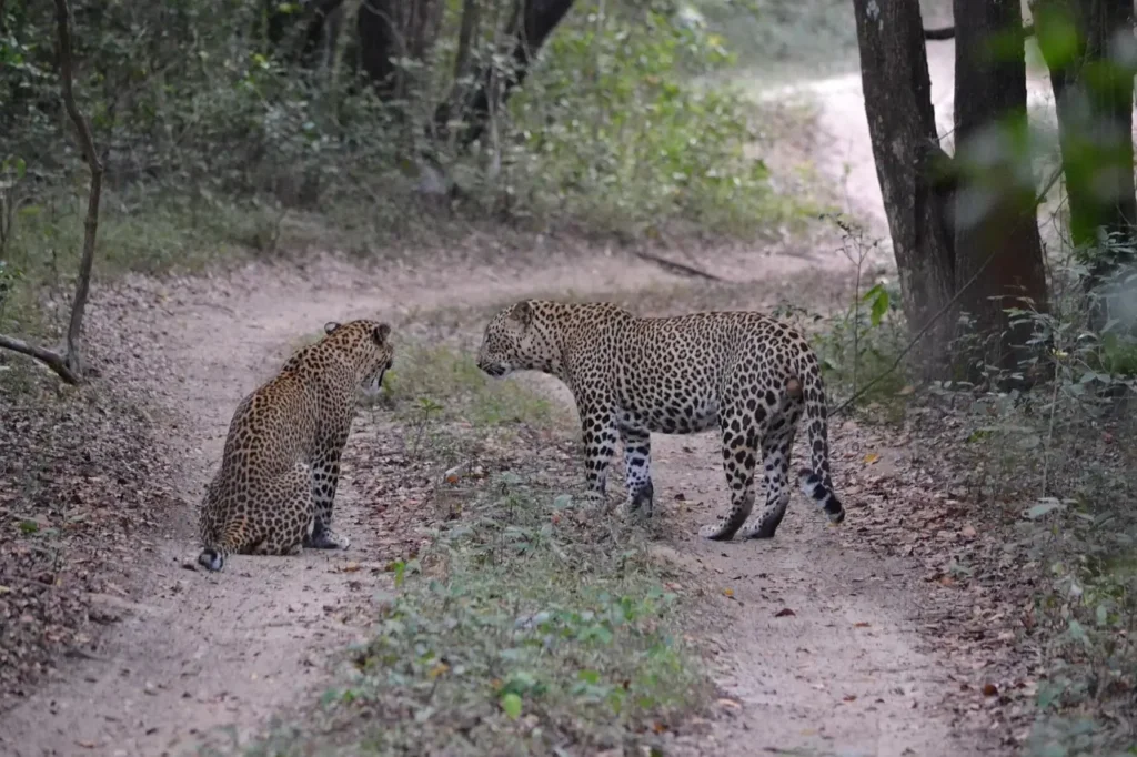 leopard nature.ceylon signature | Ceylon Signature - Sri Lanka