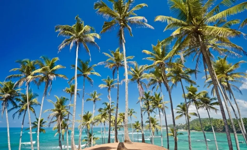 mirissa.ceylon signature 3 e1766488393465 | Ceylon Signature - Sri Lanka