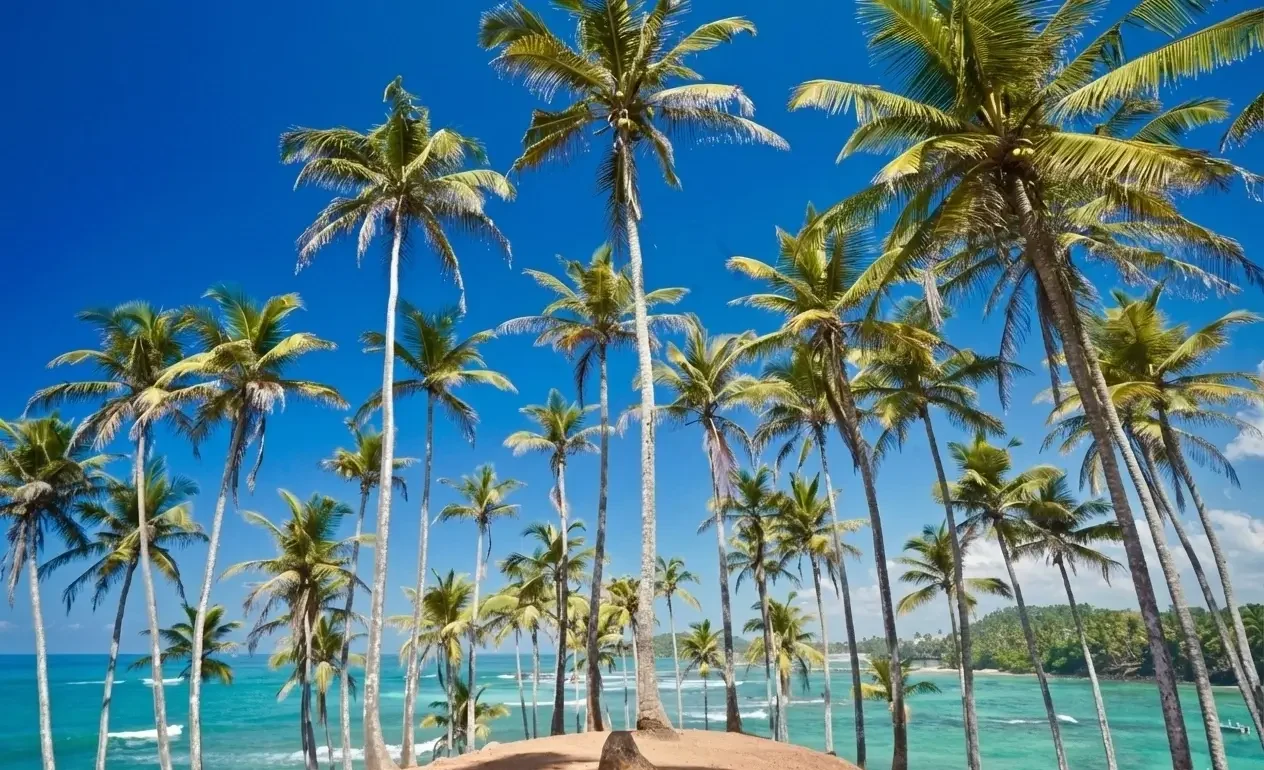 mirissa.ceylon signature 3 e1766488393465 | Ceylon Signature - Sri Lanka