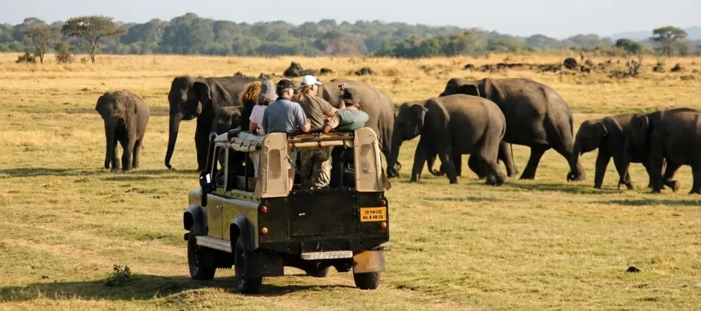 yala safari.ceylon signature e1766488023475 | Ceylon Signature - Sri Lanka