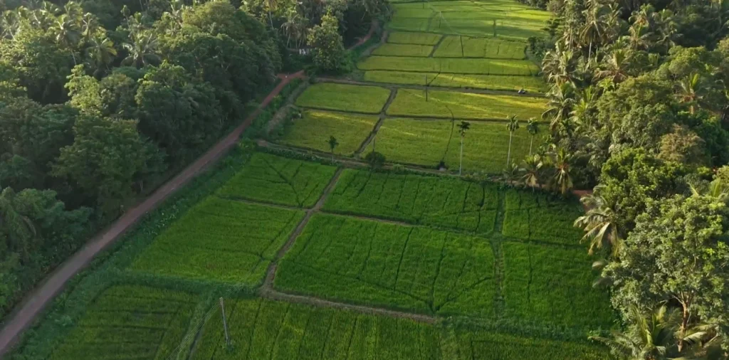 pannala.ceylon signature | Ceylon Signature - Sri Lanka