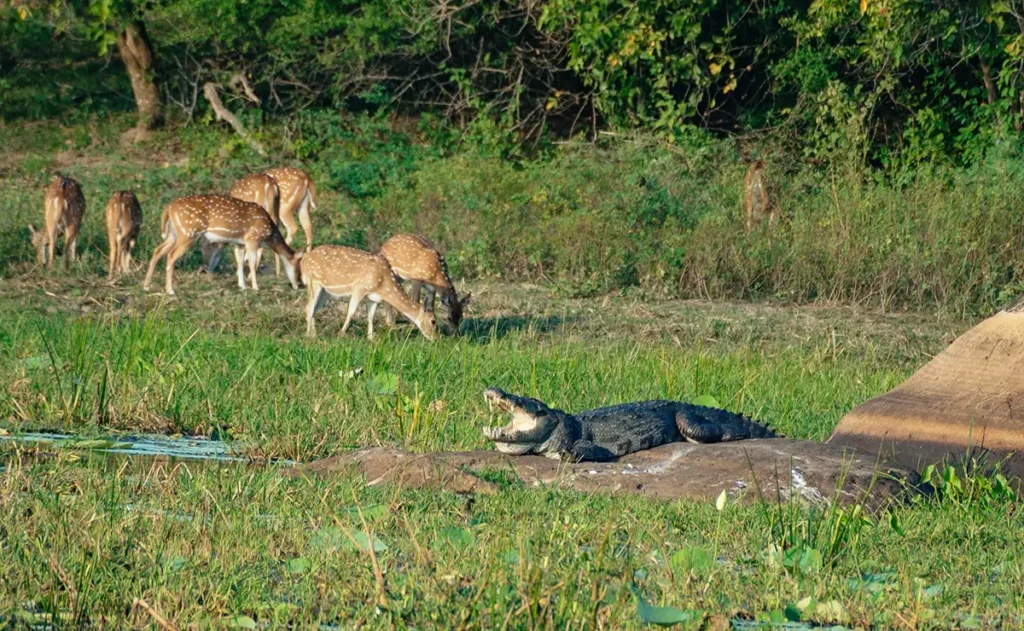 Sri Lanka safari