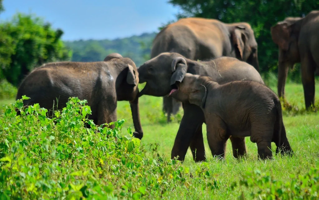 Safari jeep observing an elephant in Sri Lanka