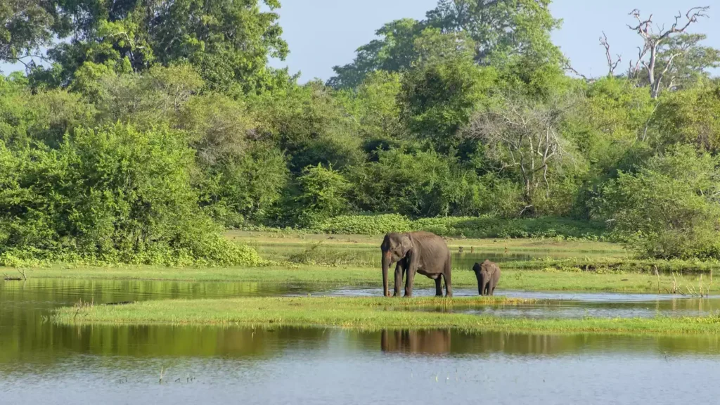 ethical wildlife experiences