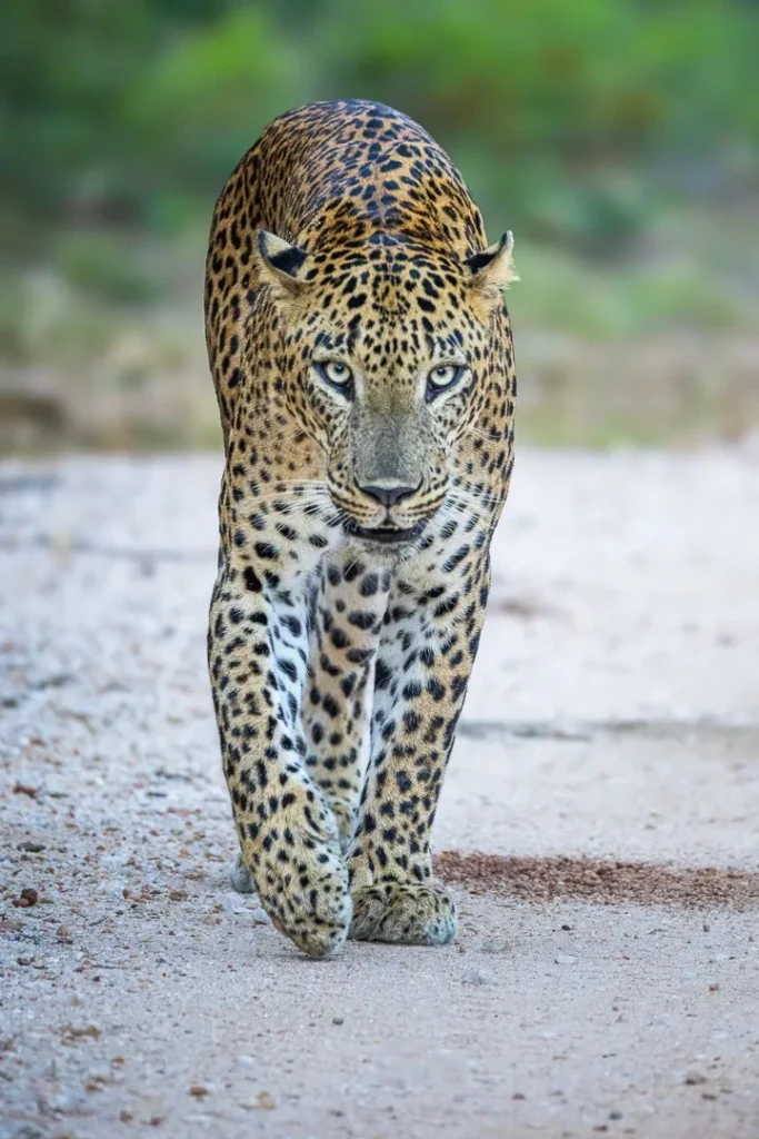 Sri Lankan leopard in natural forest habitat
