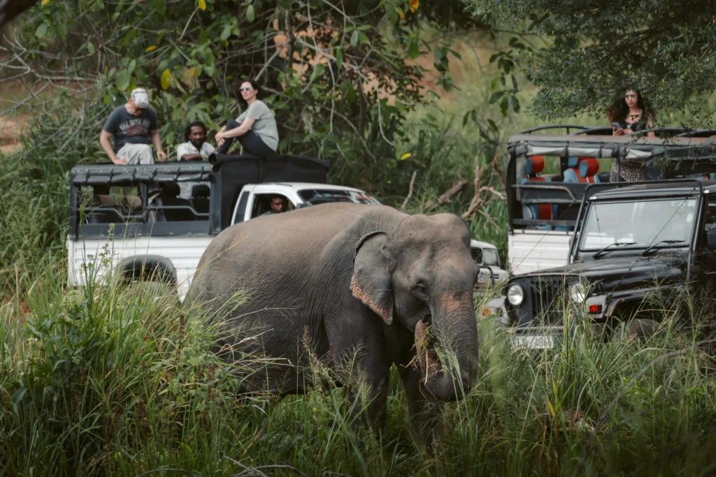 wildlife watching Sri Lanka