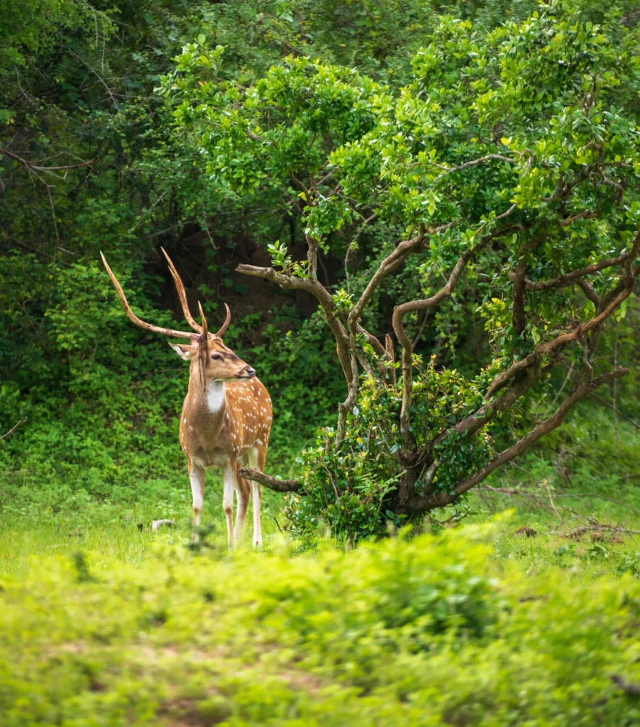 Safari jeep observing an deer in Sri Lanka