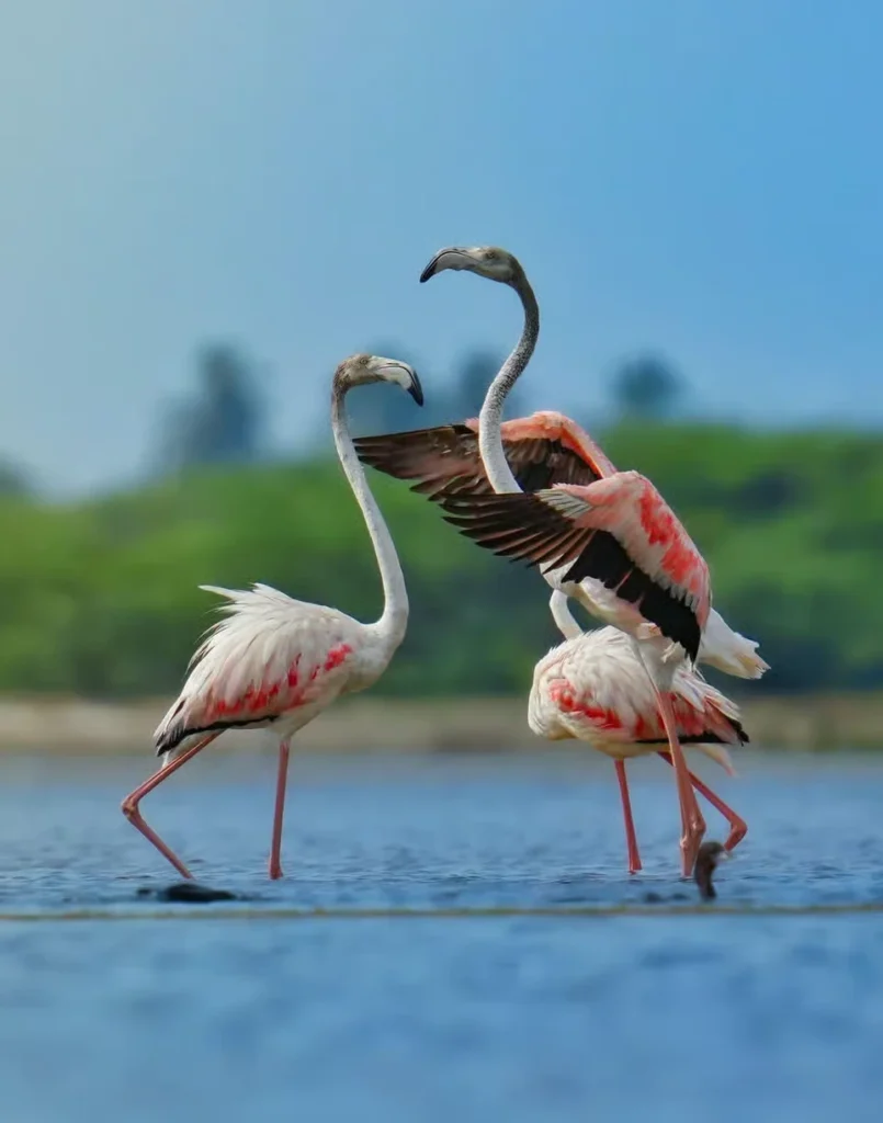 Bird watching during a Sri Lankan wildlife safari
