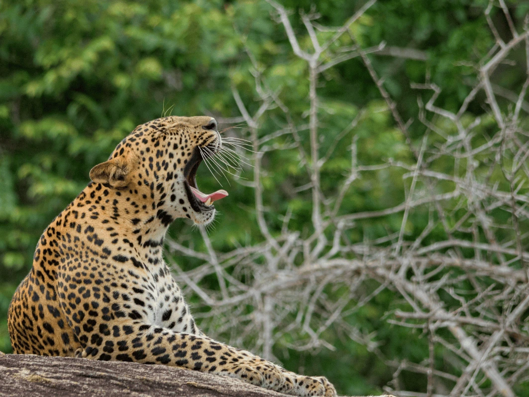 Responsible Safari in Sri Lanka